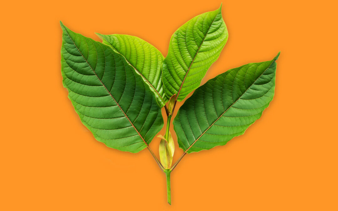 What is Kratom? Is Kratom Safe? Its Uses and Benefits